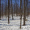 30+ Maple Farms and Sugar Shacks to Visit in Ontario
