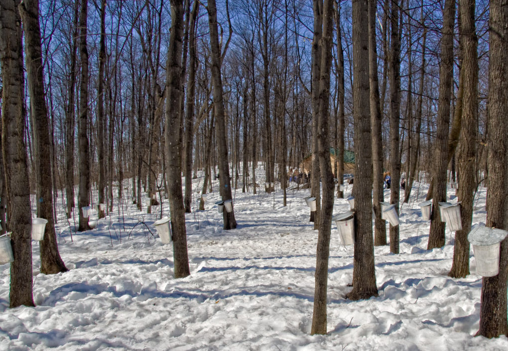 maple farm tour canada