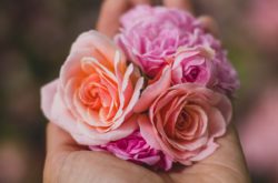 Places to Get Valentine's Day Gifts and Treats in Ottawa