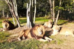 12 Places To See Apple Blossoms In Nova Scotia To Do Canada