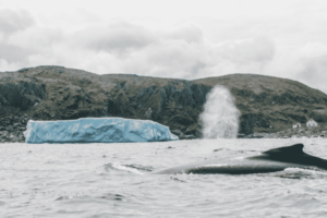 25 Summer Festivals in Newfoundland and Labrador