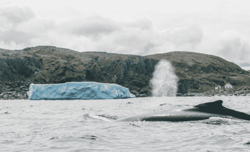 Festivals In Newfoundland 2024 Daria Natalya