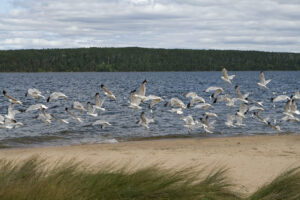 25 Things to Do at During Summer at Waskesiu and Prince Albert National Park