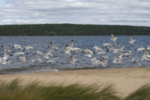 25 Things to Do at During Summer at Waskesiu and Prince Albert National Park