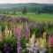 25 Things to Do During Spring on Prince Edward Island