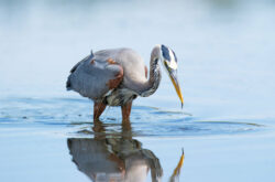 25 of the Best Alberta Provincial Parks For Birdwatching
