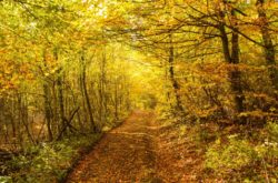 25 of the Best Hikes to Enjoy Fall in Halifax