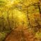 25 of the Best Hikes to Enjoy Fall in Halifax