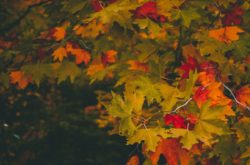 40+ Fun Fall Activities in and Around Kitchener - Waterloo Region