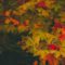 40+ Fun Fall Activities in and Around Kitchener - Waterloo Region