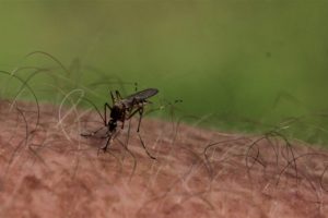 Authorities Urge Caution After Markham Mosquitoes Test Positive for West Nile