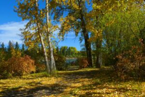 5 of the Best Parks For a Fall Picnic in Calgary