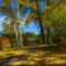 5 of the Best Parks For a Fall Picnic in Calgary