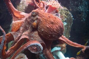 Fun Things to Do in Vancouver with kids
