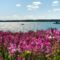 50 Things to Do This Summer in Barrie