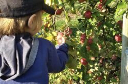 U-Pick Apples: Apple Picking at Luna Farms