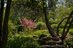 6 Gorgeous Calgary Gardens For Tranquil Summer Walk