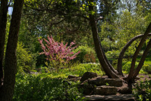 6 Gorgeous Calgary Gardens For Tranquil Summer Walk