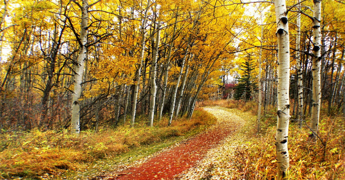 6 Reasons to Visit Fish Creek Provincial Park in Calgary This Fall