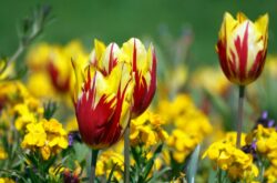 Massive U-Pick Tulip Farm Opening in Greater Toronto Area In Time For Mother’s Day Weekend