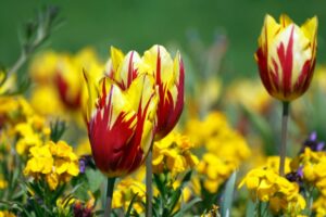Massive U-Pick Tulip Farm Opening in Greater Toronto Area In Time For Mother’s Day Weekend