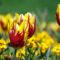 Massive U-Pick Tulip Farm Opening in Greater Toronto Area In Time For Mother’s Day Weekend