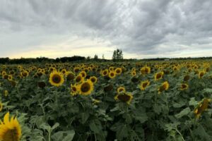 Sunflower Field Near Winnipeg to Open this Weekend For 2026 Season