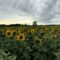 Sunflower Field Near Winnipeg to Open this Weekend For 2026 Season