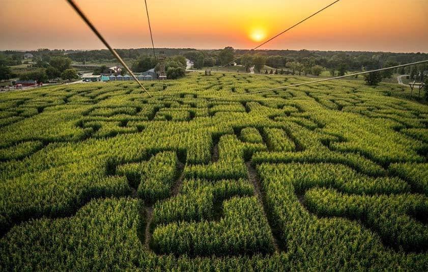 A Maze in Corn