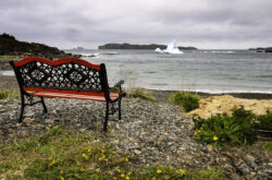 Adventures in Twillingate: Icebergs, Whales & Wild Island Trails
