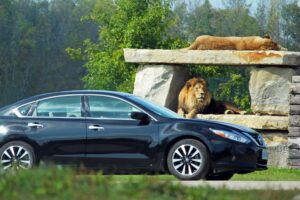 Top Reasons to Drive-Thru African Lion Safari This Year - 2026