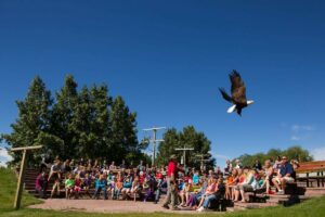 Alberta Birds of Prey Foundation: Get Close to Raptors and Eagles in Southern Alberta