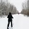 5 Reasons to Visit Vermilion Provincial Park This Winter
