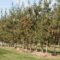 U-Pick Apple Orchards in Greater Toronto Area & Hamilton