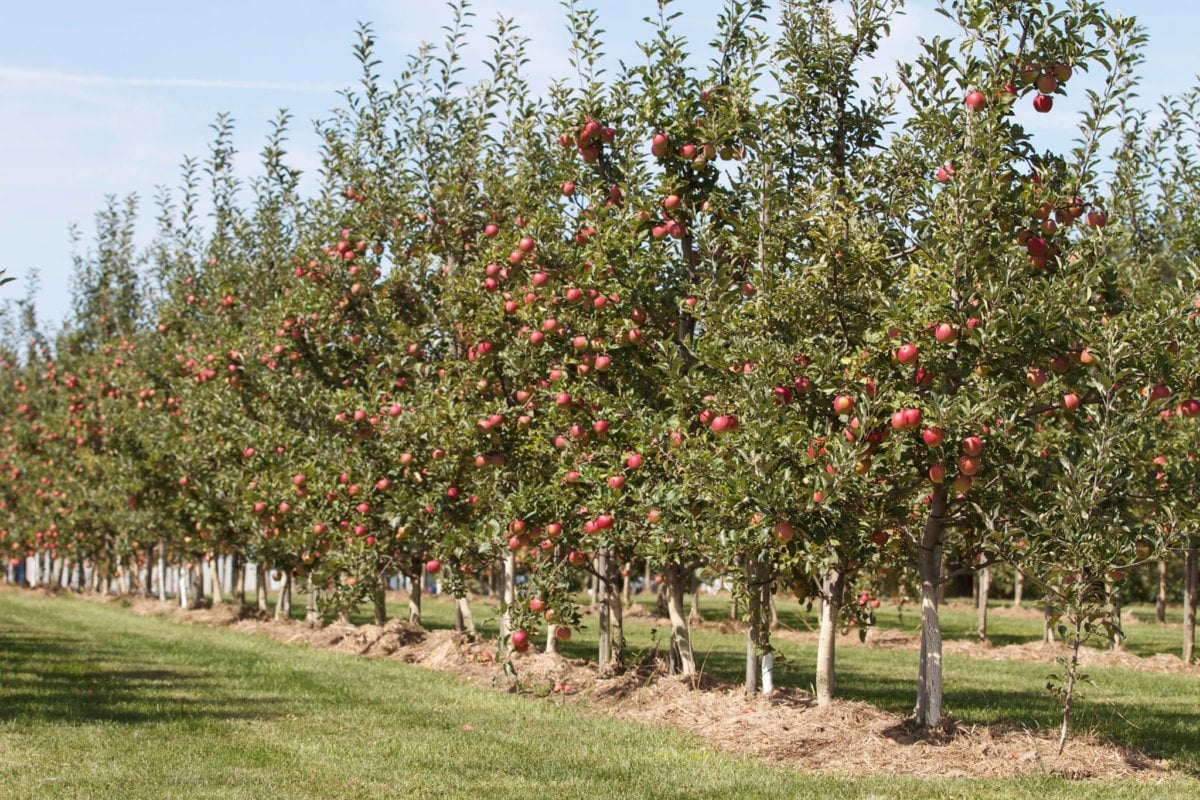 Places to Go For Apple Picking in Greater Toronto Area & Hamilton