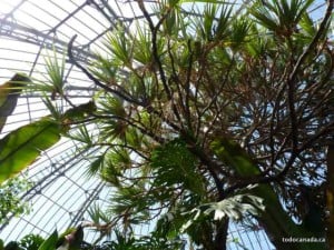 Palm House, Allan Gardens Conservatory