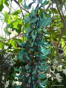 Jade Vine, Allan Gardens Conservatory