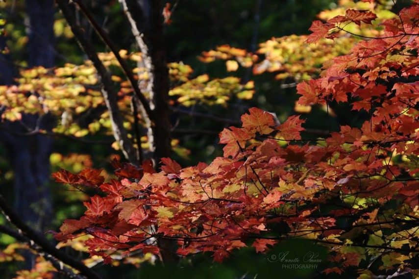 15 Hikes to Enjoy Fall Colours in GTA