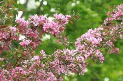 5 Ways to Make the Best of the Nova Scotia's Apple Blossom Festival