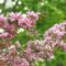 5 Ways to Make the Best of the Nova Scotia's Apple Blossom Festival