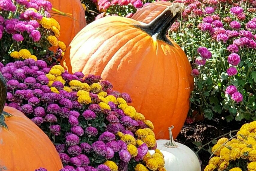 FALL on the FARM