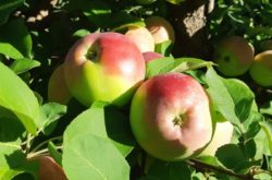 Apple Picking at Myers Apple Farm