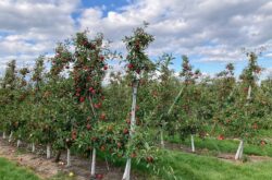 Apple Picking Near Toronto: Orchards and Farms in the GTA & Hamilton