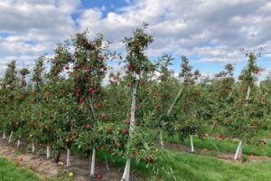 Apple Picking Near Toronto: Orchards and Farms in the GTA & Hamilton