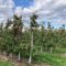 Apple Picking Near Toronto: Orchards and Farms in the GTA & Hamilton