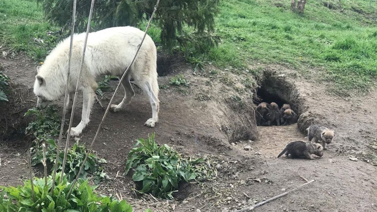 Toronto Zoo Shares The Birth Story Of Arctic Wolf Pups To Do Canada