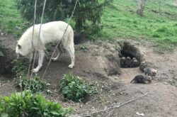 Toronto Zoo Shares the Birth Story of Arctic Wolf Pups