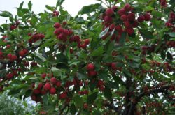 U-Pick Apple Orchards on Prince Edward Island