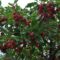 U-Pick Apple Orchards on Prince Edward Island