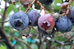 U-Pick: Places to Go Berry Picking Around London